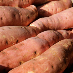 Gold Sweet Potatoes