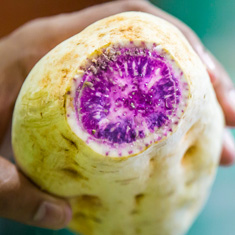 White Sweet Potatoes White Sweet Potatoes